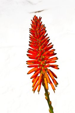 güzel aloe vera çiçek