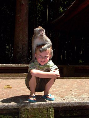 Monkeys attacking children in the monkey forest clipart