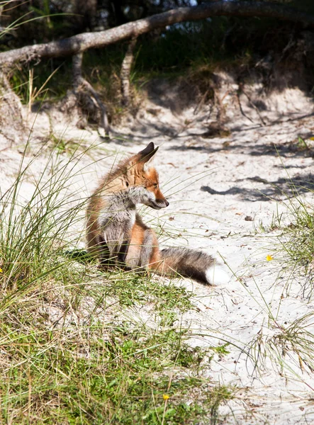 Liška v dunách na pláži — Stock fotografie