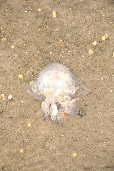 Медузы в приливной плоскости — стоковое фото