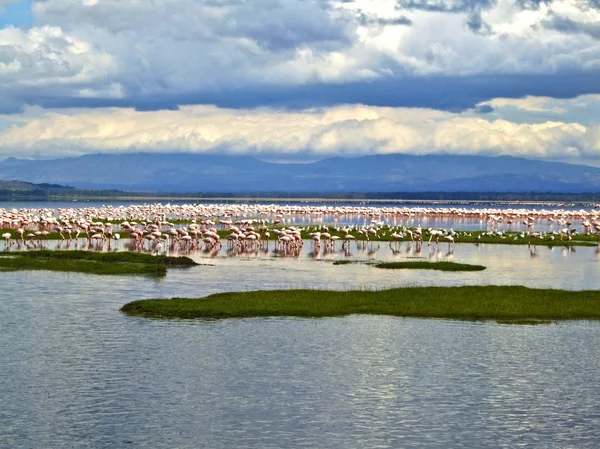 Gölde pembe flamingolar — Stok fotoğraf