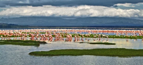 Różowe flamingi nad jeziorem — Zdjęcie stockowe