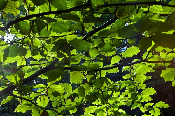 Blätter von Bäumen im grünen Wald — Stockfoto