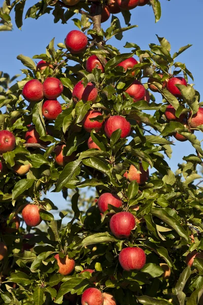 Manzanas maduras en una rama de árbol —  Fotos de Stock
