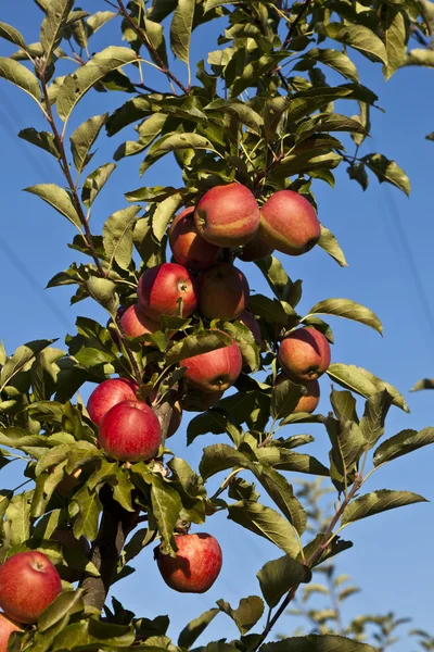 Pommes mûres sur une branche d'arbre — Photo