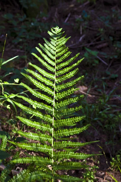 Helecho verde en el bosque — Foto de Stock