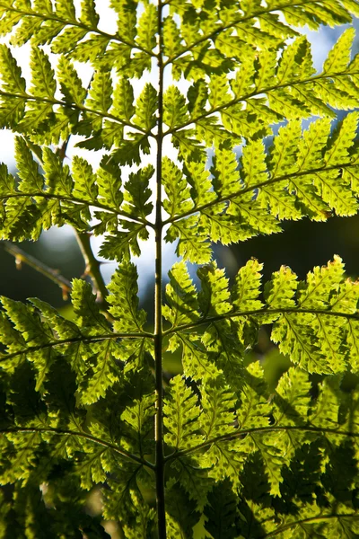 Green fern — Stock Photo, Image