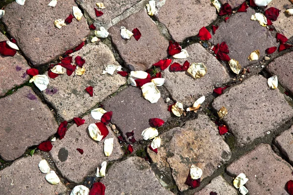 Foglie di rose sul pavimento — Foto Stock