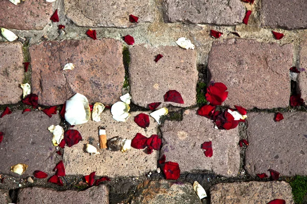 Folhas de rosas no chão — Fotografia de Stock