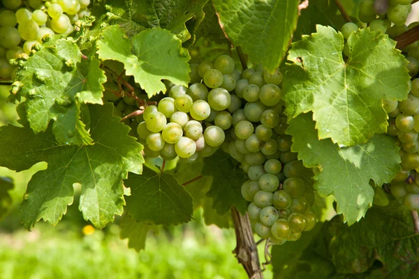 Beautiful rapes in the vineyard — Stock Photo, Image