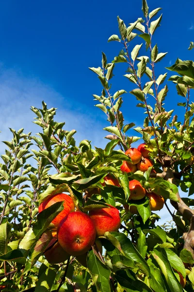 Manzanas maduras en el árbol —  Fotos de Stock