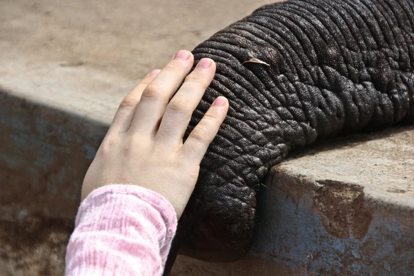 Stoßzahn eines indischen Elefanten im Lager — Stockfoto