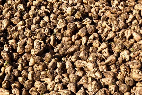 수확된 사탕 무의 더미 — 스톡 사진