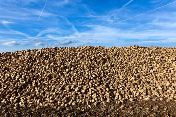 수확된 사탕 무의 더미 — 스톡 사진