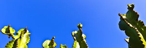 Kaktüs mavi gökyüzü ile — Stok fotoğraf