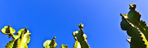 stock image Cactus with blue sky