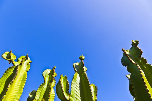 Kaktus s modrou oblohou — Stock fotografie