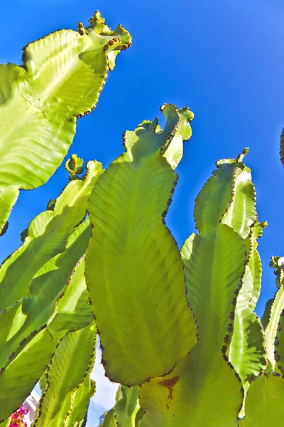 Cactus con cielo blu — Foto Stock