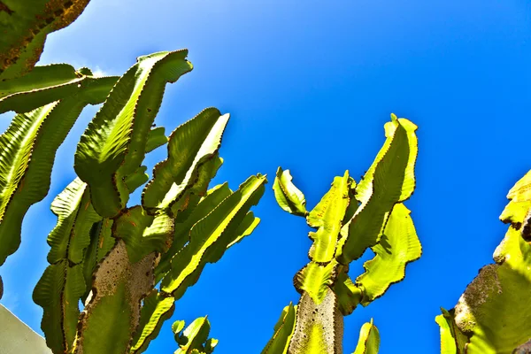 Kaktusz, kék sky — Stock Fotó
