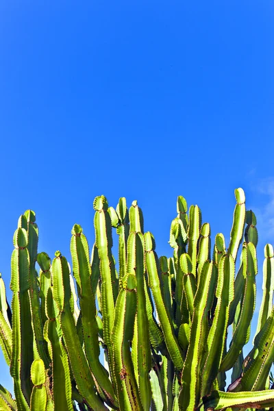 Cactus met blauwe hemel — Stockfoto