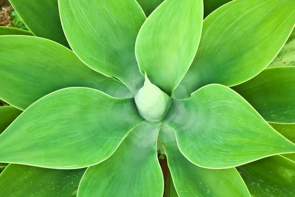 알로 베라 식물 — 스톡 사진