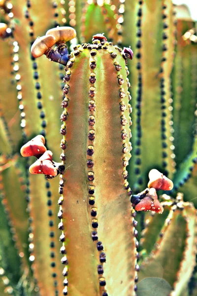 Detail velkých kaktusů — Stock fotografie
