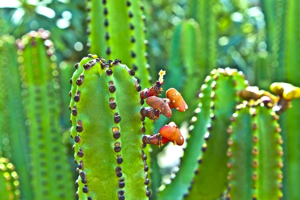 Detalle de cactus grande —  Fotos de Stock