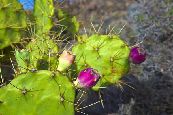 Détail de gros cactus — Photo