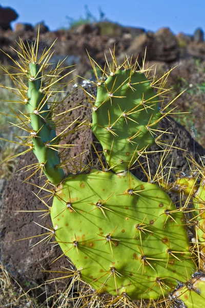 Detalle de cactus grande — Foto de Stock