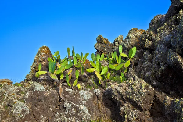 Detail van grote cactus — Stockfoto