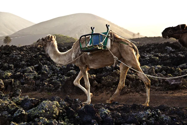 Camellos al atardecer —  Fotos de Stock