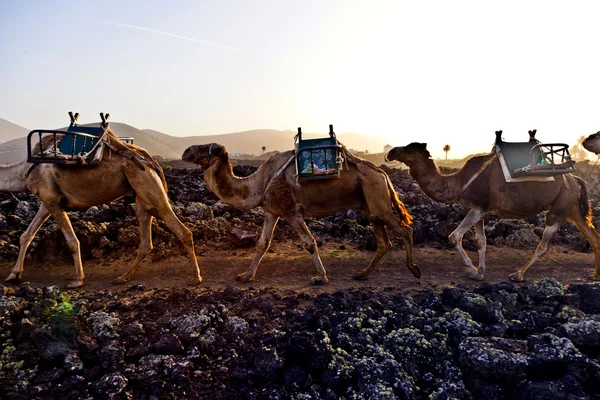 Camelos ao pôr do sol — Fotografia de Stock