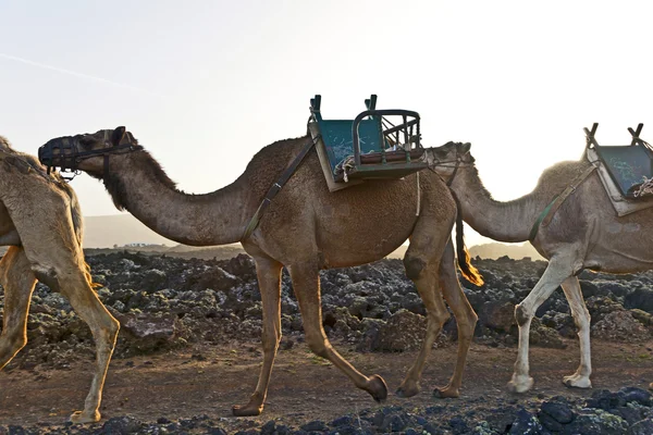Camellos al atardecer — Foto de Stock