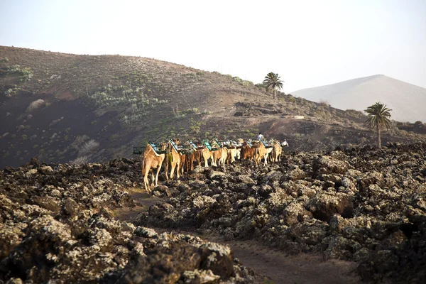 骆驼在日落 — 图库照片