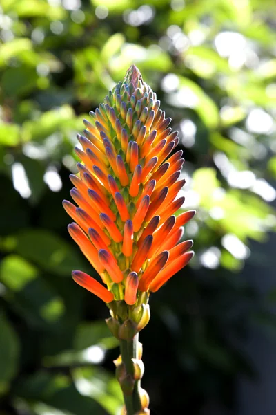 Bela flor aloe vera — Fotografia de Stock
