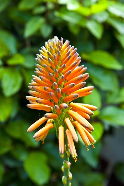 Schöne Aloe Vera Blume — Stockfoto