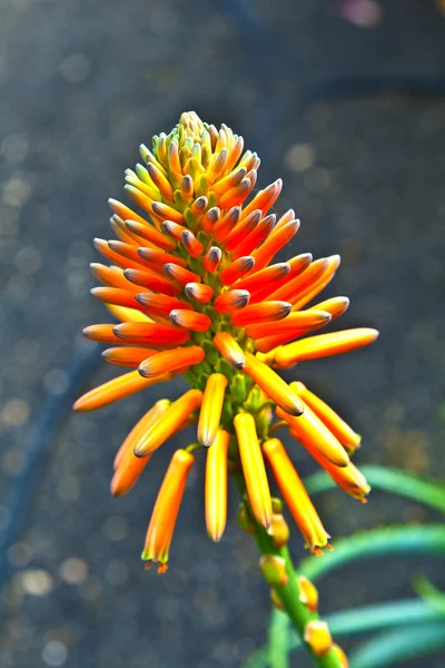 Kwiat piękny aloe vera — Zdjęcie stockowe