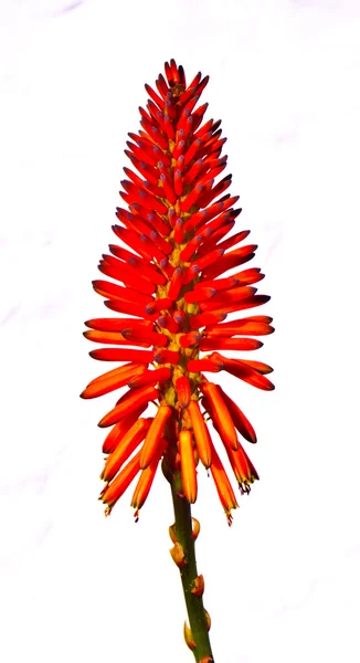 Bellissimo fiore di Aloe Vera — Foto Stock