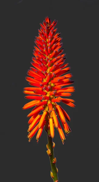 Hermosa flor de Aloe Vera — Foto de Stock