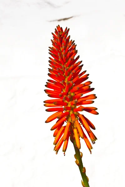 Belle fleur d'Aloe Vera — Photo