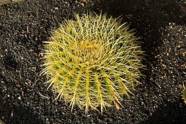 Krásný míč kaktus v zemi lapilli — Stock fotografie