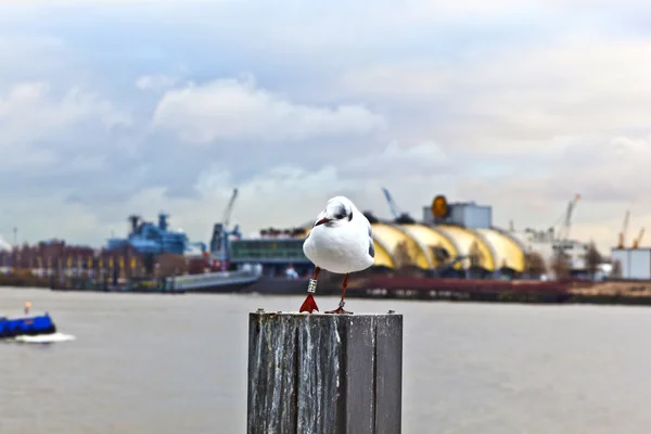 stock image Seagull sitting on a wooden pale