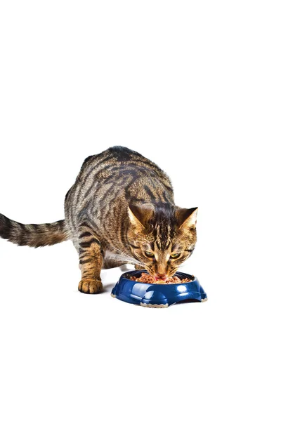 แมวสองตัวมีอาหาร — ภาพถ่ายสต็อก