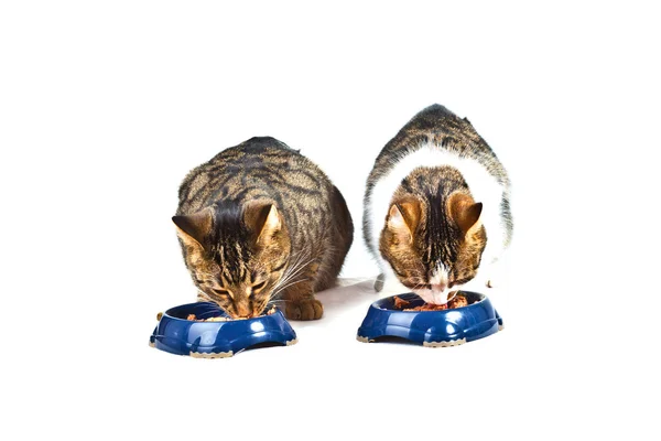 Due gatti mangiano — Foto Stock