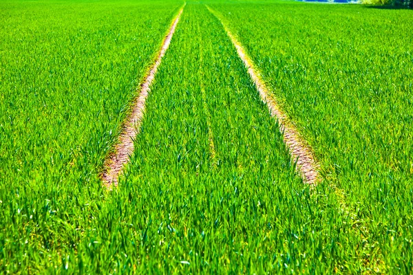 Marks of wheels in green field — Stock Photo, Image