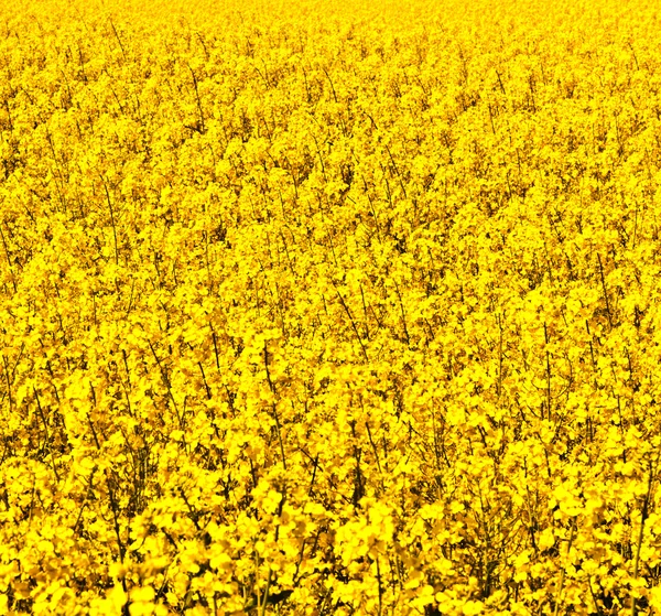 stock image Beautiful rape fields in spring