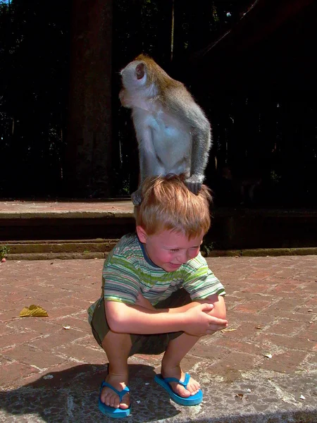 Macacos atacando crianças na floresta de macacos — Fotografia de Stock
