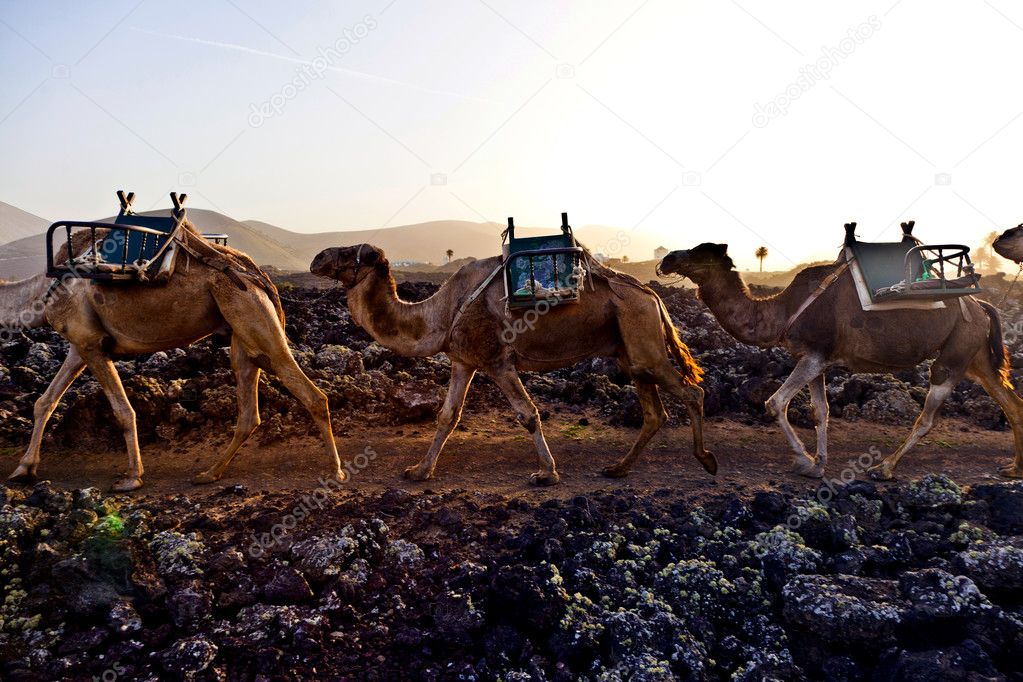 Camels in sunset