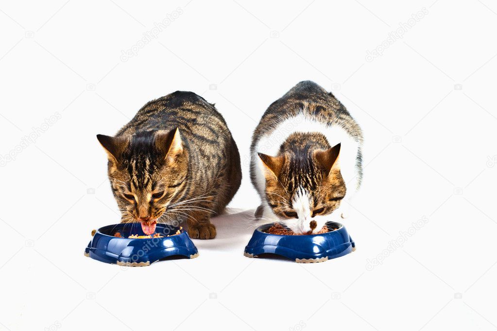 Two cats have their meal