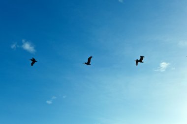 Flock of pelicans in the air clipart